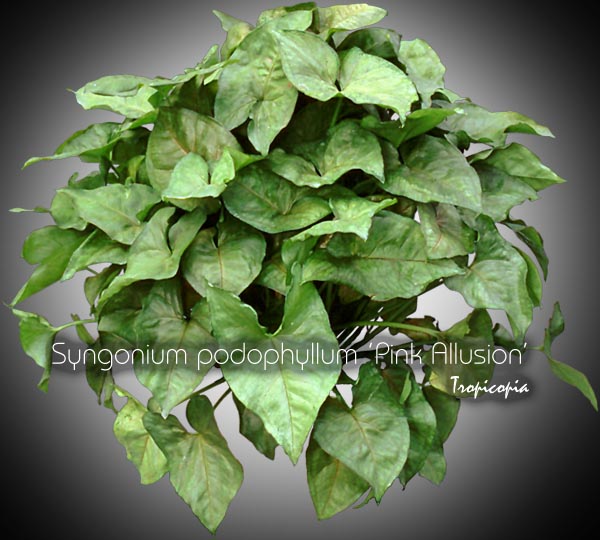 Suspendue - Syngonium podophyllum Pink Allusion - Patte d'oie - African evergreen, Arrowhead vine, Goosefoot plant